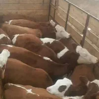 معاوضه گوساله با پرواری|حیوانات مزرعه|اقبالیه, |دیوار