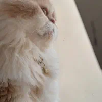 واگذاری پرشین نر و مولد