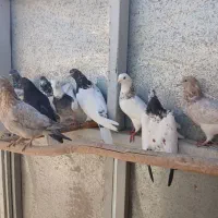 کبوتر|پرنده|چهاردولی, |دیوار