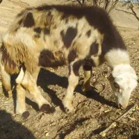 پلنگی خال سیا