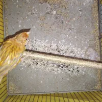 قناری سرخ مست