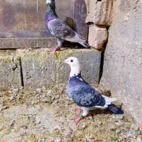 6تا کفتر خوب فروشی