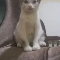 بچه گربه 3ماهه|گربه|کلاله, |دیوار