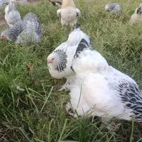 تخم مرغ برهما وآمروک ومینیاتوری|حیوانات مزرعه|اسالم, |دیوار