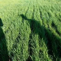 نهال پیاز سفید