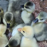 جوجه غاز و قوغاز