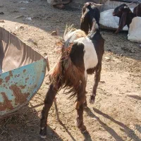 پاکستانی و گلابی