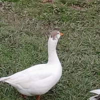 غاز سالم|حیوانات مزرعه|سنگر, |دیوار