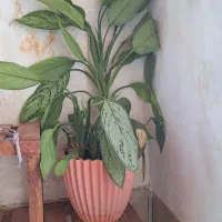 گلهاهمه طبیعی وقابل قلمه زدن وتکثیر|گل و گیاه طبیعی|آباده, |دیوار