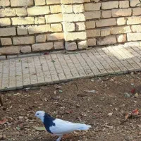 کبوتر خونگی