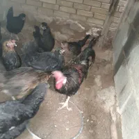 خ ر و س|حیوانات مزرعه|فسارود, |دیوار