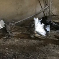 کبوتر زینتی چتری|پرنده|بابل, |دیوار