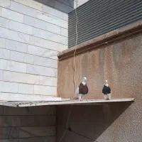 طوقی نر و ماده با جوجه