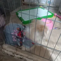 سگ اشپیتز بازیگوش|سگ|قزوین, |دیوار