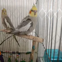 عروس هلندی جفت