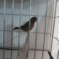 قناری نروماده سرخ