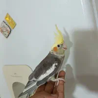 عروس هلندی گلباقالی