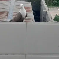 کربلایی رنگی