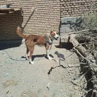 سگ گله و نگهبان|سگ|بیرجند, |دیوار