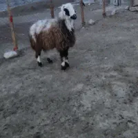 قوچ|حیوانات مزرعه|مراوه, |دیوار