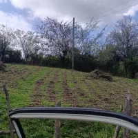 هرس باغ چای