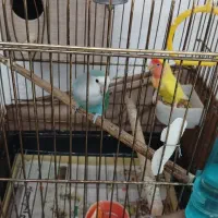 طوطی برزیلی مولد