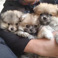 سگ پامر|سگ|تهران, کیانشهر|دیوار