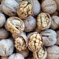 فروش نهال گردو تضمینی درنهالستان قنبری|گل و گیاه طبیعی|ارومیه, |دیوار