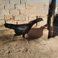 مرغ لاری