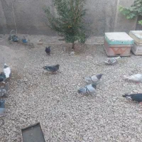 ۱۱۰ کفتر از همه رنگی دونی ۷۰ تا دونی ۱۵۰ تکی فرق|پرنده|مرودشت, نقش رستم|دیوار