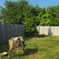 کدنوظهور/۲۷۵مترزمین مسکونی دوردیوار بهمراه پروانه