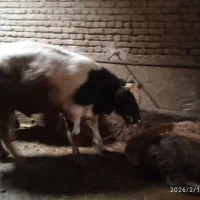 گوساله نر درجه یک