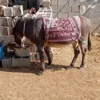 فروش خر جون و درجه یک|حیوانات مزرعه|مرودشت, مجد آباد|دیوار