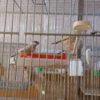 فروش فنچ تعدادی نرمال(بلبلی)|پرنده|خمینی‌شهر, |دیوار