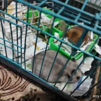 همستر|موش و خرگوش|کرمان, |دیوار