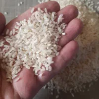 برنج چمپا|خوردنی و آشامیدنی|فولادشهر, مسکن مهر فولادشهر|دیوار