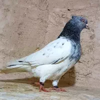 کفتر رنگه کله سبز ، دم سفید، کلاغ کرباتی چپ ساده