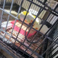 عروس هلندی گمشده