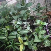 گل اپارتمانی مقاوم