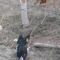 اردک اسرائیلی