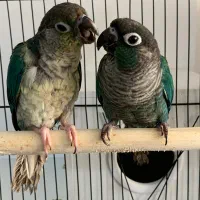 جفت گرینچیک تراکویس جوان