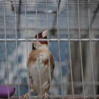 سهره‌نر
