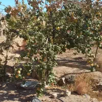 فروش یک قطعه باغ در اسلامیه|فروش خانه و ویلا|اسلامیه, |دیوار