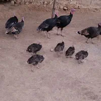 تعدادی بوقلمون بفروش میرسد