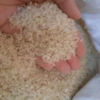 برنج کامفیروزی‌