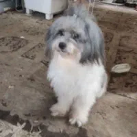 شیتزو عروسکی