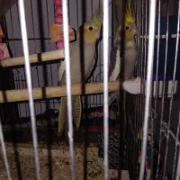 عروسی هلندی|پرنده|جزنیک, |دیوار