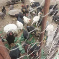 نیمچه مرغ و خروس لاری و برهما و مرندی درجه یک