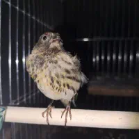 گلبسر|پرنده|کرمان, |دیوار