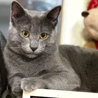 نیازمندبه گربه ماده برای جفت گیری